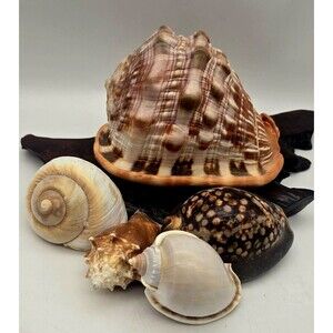 5 Shells~ HORNED HELMET CONCH Seashell & More Beach Nautical